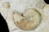 Fossil Ammonite (Dorsetensia & Otoites) Association - England #171272-1